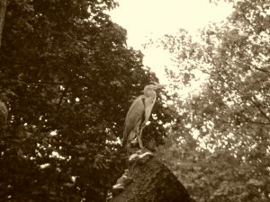 Heron in Kelsey Park